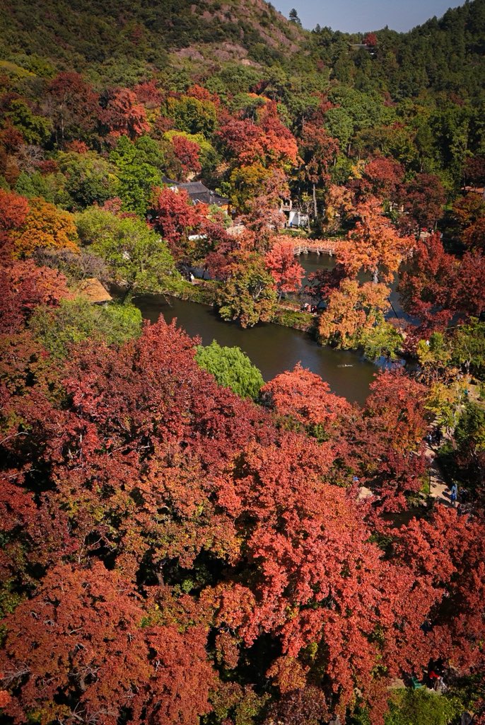 VisitSuzhou's tweet photo. 🍁 Chasing Autumn Colors at Tianping Mountain, Suzhou
If you’re planning a fall trip to Suzhou, mark your calendar for mid-November to early December — the best time to see Tianping Mountain dressed in its famous autumn colors.
From fiery red and deep purple to golden yellow and green, the mountain transforms into a spectacular tapestry of color, with centuries-old maple trees set against the elegant scenery of Jiangnan gardens.
📸 Don’t miss these photo spots:
🍁 Wangfeng Terrace — Take in panoramic views of the colorful maple forest.
🍁 Baiyun Pond — Capture the vibrant foliage reflected in the still water.
🍁 Shijing Pond — Find autumn leaves, lotus remnants and a charming old bridge.
🍁 Ancient Maple Forest — Wander among centuries-old Chinese sweetgum trees.
✨ Tips for your visit
📅 Best time: Mid-November to early December
🚶 Visit on a weekday to avoid the biggest crowds.
🌅 Arrive early for a quieter experience and beautiful morning light.
📱 Check official Suzhou Garden updates for the latest foliage reports before heading out.
Autumn in Suzhou won’t last forever. Save this guide and plan your maple-leaf adventure! 🍂
#VisitSuzhou #Suzhou #TianpingMountain #AutumnInChina #Shanghai