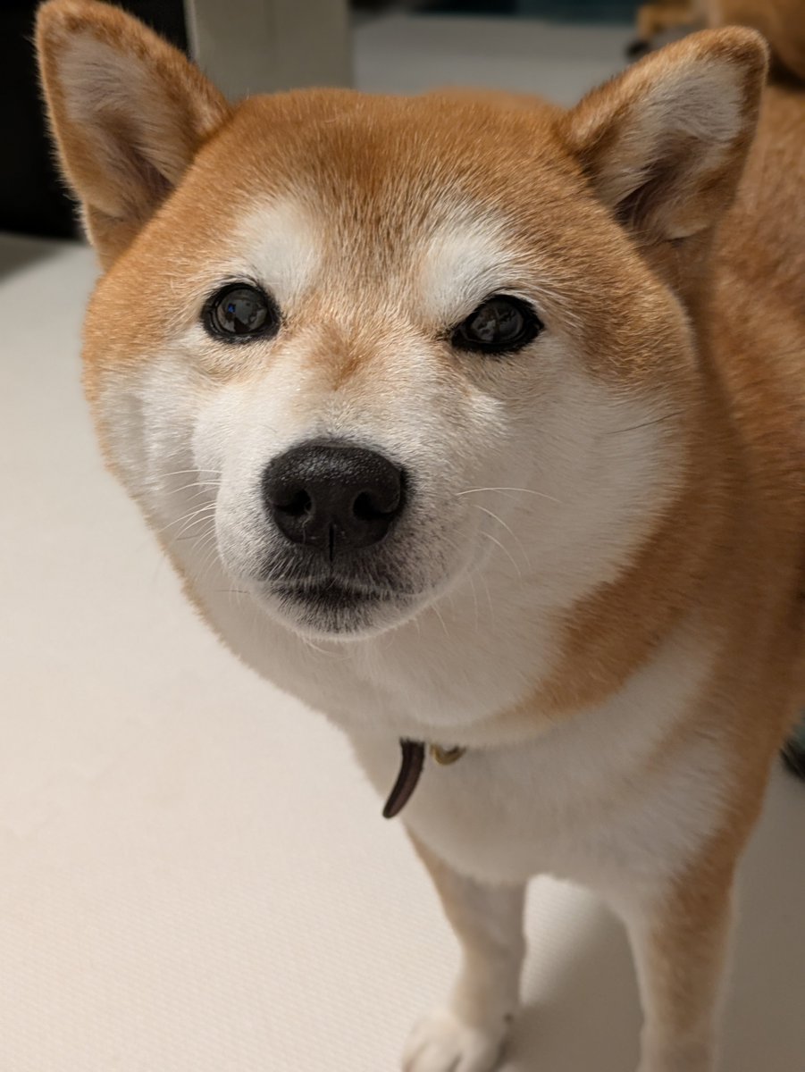 aka_kuro_shiba's tweet photo. ママンもう寝よー？

#柴犬わさび https://t.co/RPs4bX4oX5