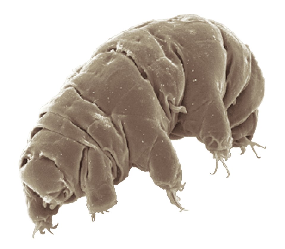 emdashies's tweet photo. he looks like a fucking tardigrade https://t.co/NozmubOP4h