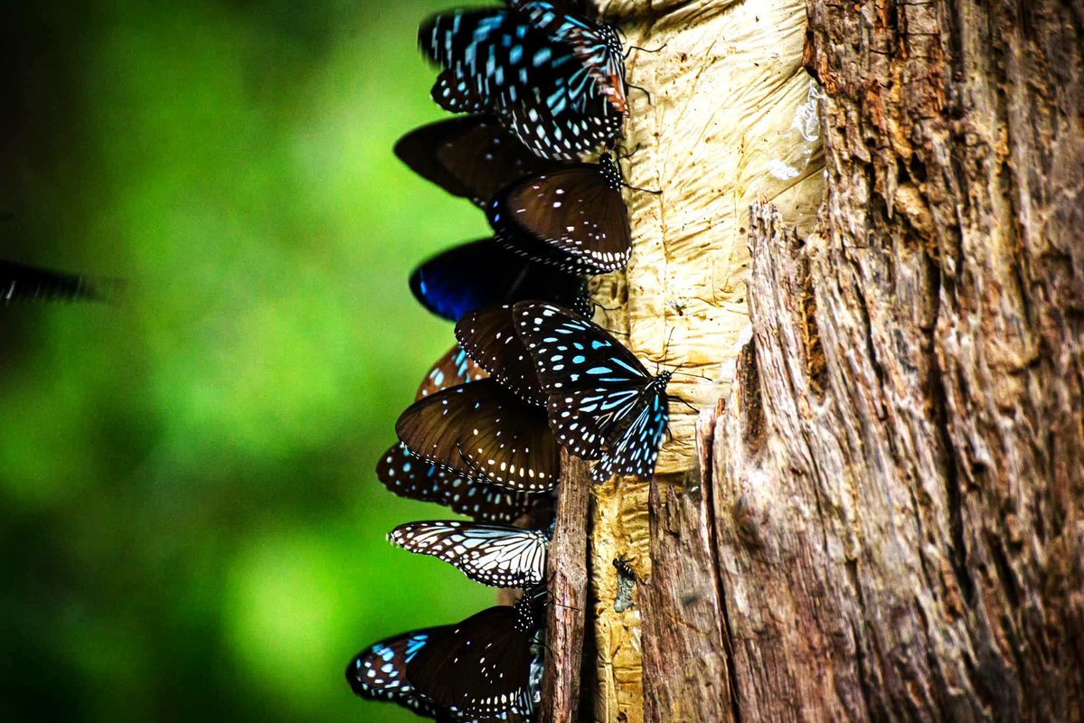 pr_prdnp's tweet photo. 🦋✨ ส่องอัญมณีปีกฟ้า "ผีเสื้อหนอนใบรักแถบกว้าง" เจ้าแห่งภูเวียง จ.ขอนแก่น 💙🌿 สุดแปลก! มีขาให้เห็นแค่ 4 ขา ลวดลายปีกสีฟ้าสดใสโปร่งใสสะกดสายตา ชวนสายธรรมชาติตามมาเช็กอินเก็บภาพกัน 📸
#ผีเสื้อหนอนใบรักแถบกว้าง #อุทยานแ���่งชาติภูเวียง #เที่ยวขอนแก่น #เที่ยวธรรมชาติ https://t.co/3wg9fO4SkC