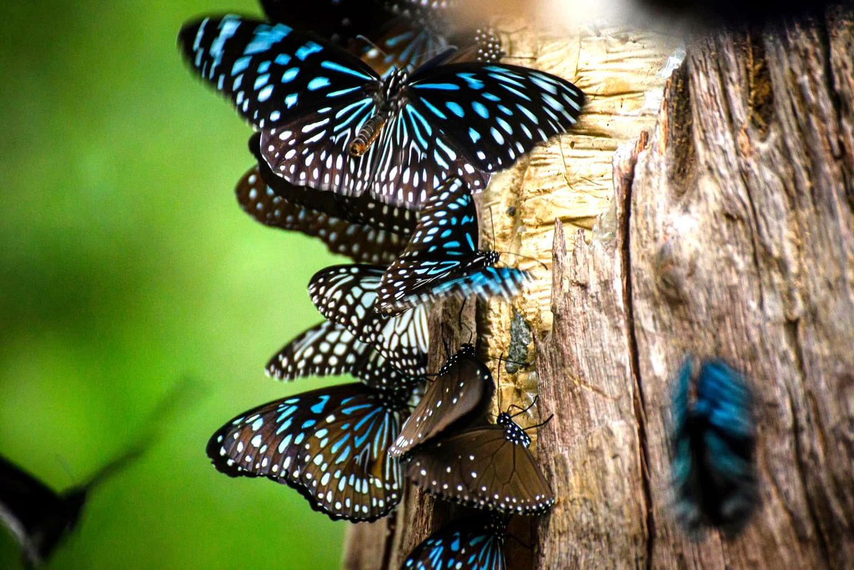 pr_prdnp's tweet photo. 🦋✨ ส่องอัญมณีปีกฟ้า "ผีเสื้อหนอนใบรักแถบกว้าง" เจ้าแห่งภูเวียง จ.ขอนแก่น 💙🌿 สุดแปลก! มีขาให้เห็นแค่ 4 ขา ลวดลายปีกสีฟ้าสดใสโปร่งใสสะกดสายตา ชวนสายธรรมชาติตามมาเช็กอินเก็บภาพกัน 📸
#ผีเสื้อหนอนใบรักแถบกว้าง #อุทยานแ���่งชาติภูเวียง #เที่ยวขอนแก่น #เที่ยวธรรมชาติ https://t.co/3wg9fO4SkC