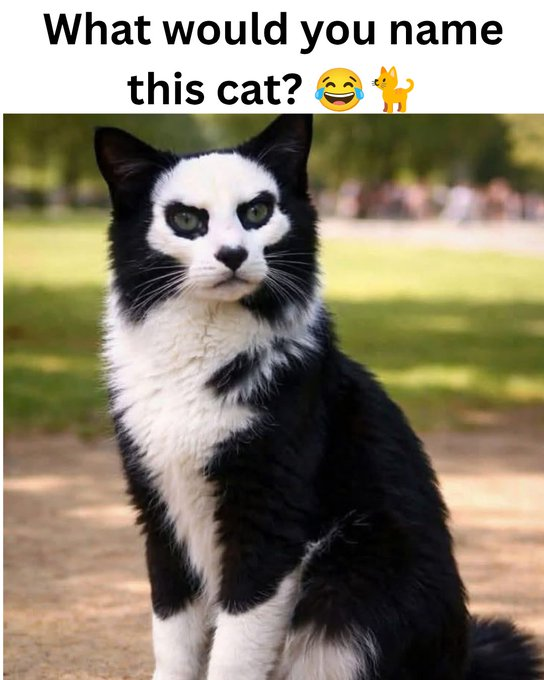 AvaVtuber_'s tweet photo. Be honest.... What would you name this cat?? https://t.co/Qo4uUpN8DC