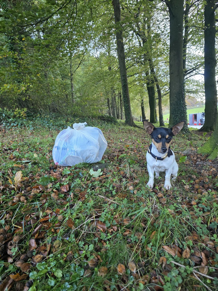 roriain's tweet photo. More good strolling and picking up #litter with Luna ๐พ. There was some shelter from the rain in Oughaval wood Co. Laois. Improving where I walk one piece of litter at a time. #LeaveNoTrace #lovewhereyouwalk https://t.co/Sqxx4slGyE