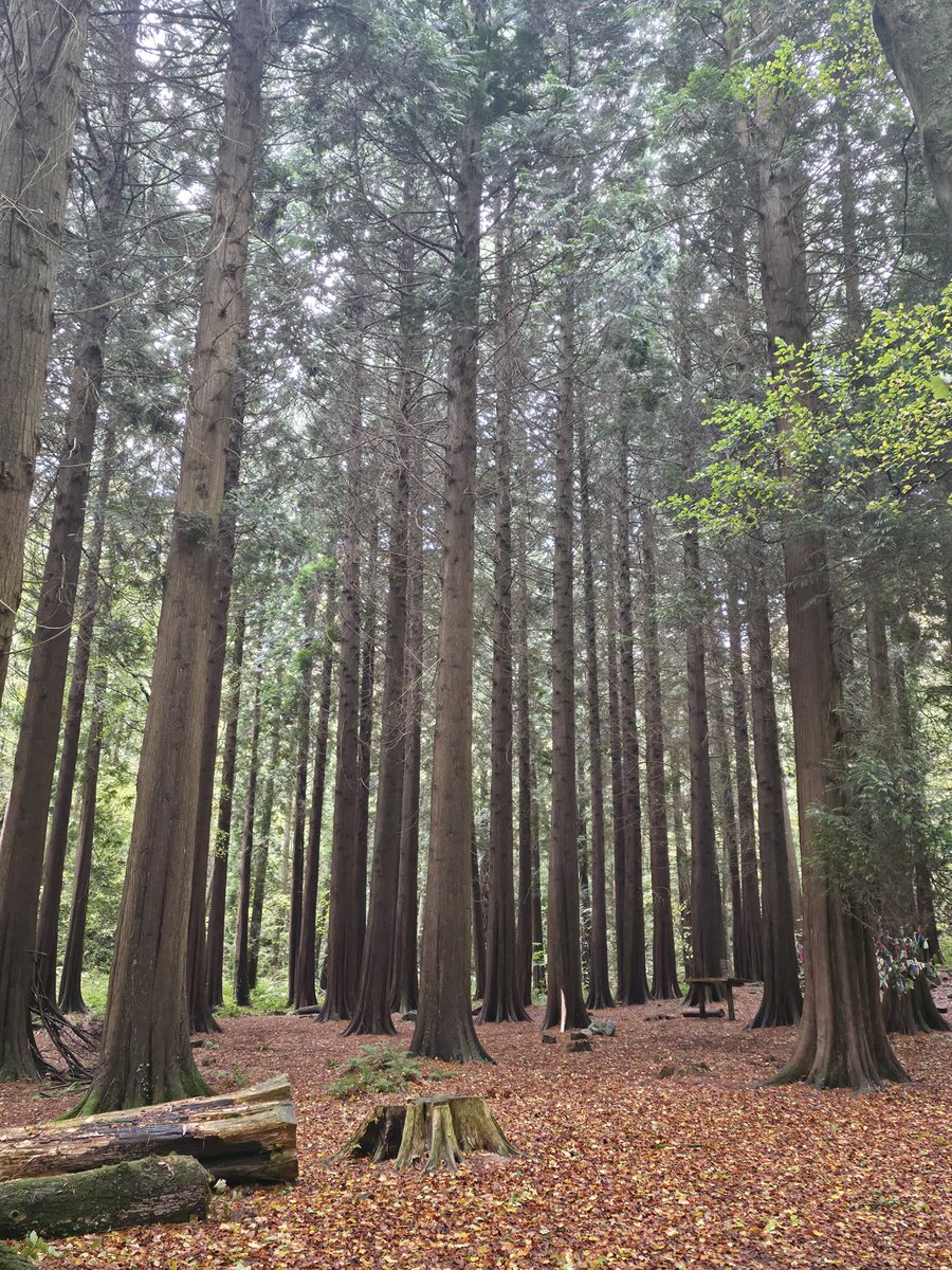 roriain's tweet photo. More good strolling and picking up #litter with Luna ๐พ. There was some shelter from the rain in Oughaval wood Co. Laois. Improving where I walk one piece of litter at a time. #LeaveNoTrace #lovewhereyouwalk https://t.co/Sqxx4slGyE