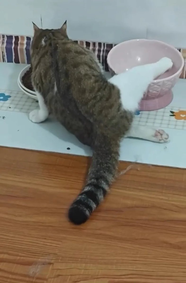 ThePetsX's tweet photo. This cat eats with one paw and guards the other bowl 😂 https://t.co/boYvxYQuYW