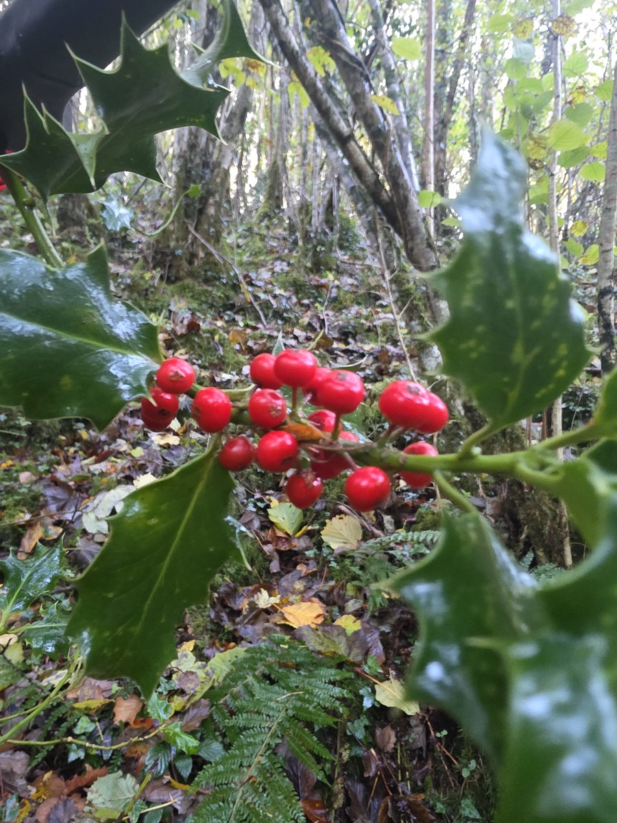 roriain's tweet photo. More good strolling and picking up #litter with Luna ๐พ. There was some shelter from the rain in Oughaval wood Co. Laois. Improving where I walk one piece of litter at a time. #LeaveNoTrace #lovewhereyouwalk https://t.co/Sqxx4slGyE