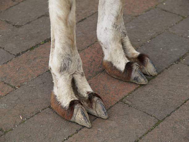LLMAOonSOL's tweet photo. @boldleonidas @ProsperityTime_ Back to selling hoof pics https://t.co/cE8gQbHDmc
