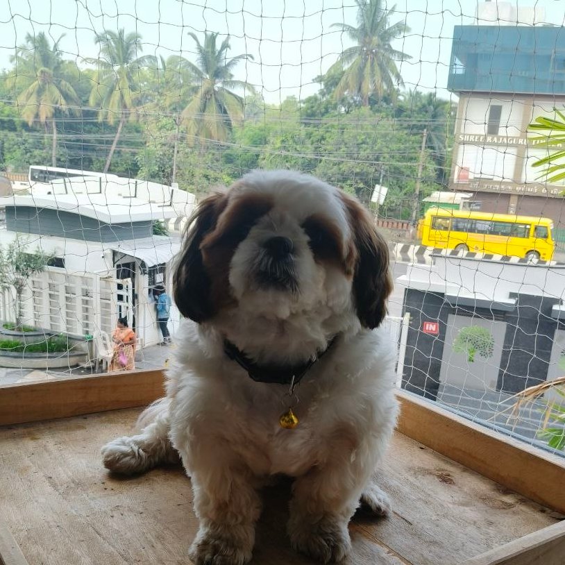 CuteDODO_018's tweet photo. This little one doesn’t know about charts😊.
He just knows how to melt hearts❤️.

cuteness loaded💯
Rate his cuteness from 1–10.🚀

#CuteDODO $DODO @Pumpfun @solana @a1lon9 https://t.co/nIDjC81weE
