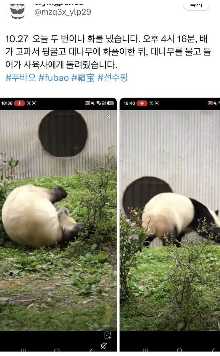 rlatjstnr031946's tweet photo. 판다 보호 연구기지라면서��
배고픔을 반복시키는 게
보호이고 연구입니까?!
기본적인 돌봄조차 제대로 하지 않으면서
과연 누굴 위한 보호입니까?
이제는 개선으로 답하십시오!

#푸바오건강과안전
#푸바오복지개선촉구
#사육기준준수 https://t.co/PyL2J68wUv