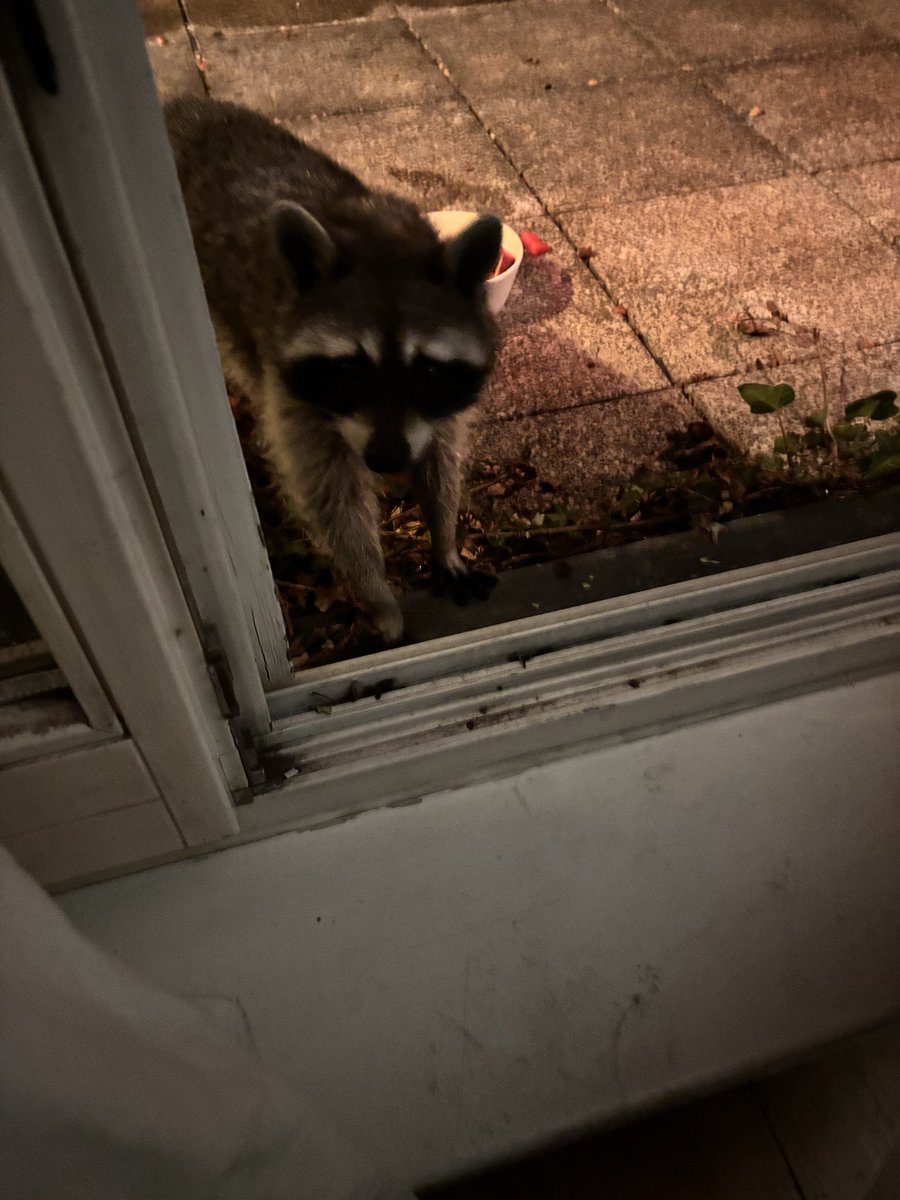 wilde_frank's tweet photo. What’s behind the design of our new patches? 💖💪🦝🇺🇦🦝💪💖 Today I share the story of the royal raccoon with you.  Join the fundraiser and get a royal raccoon patch or a martens for 🇺🇦 patch - or best: get both 💙💛 ⬇️ https://t.co/nLSt1ZqXoz https://t.co/beu1vrPrrQ