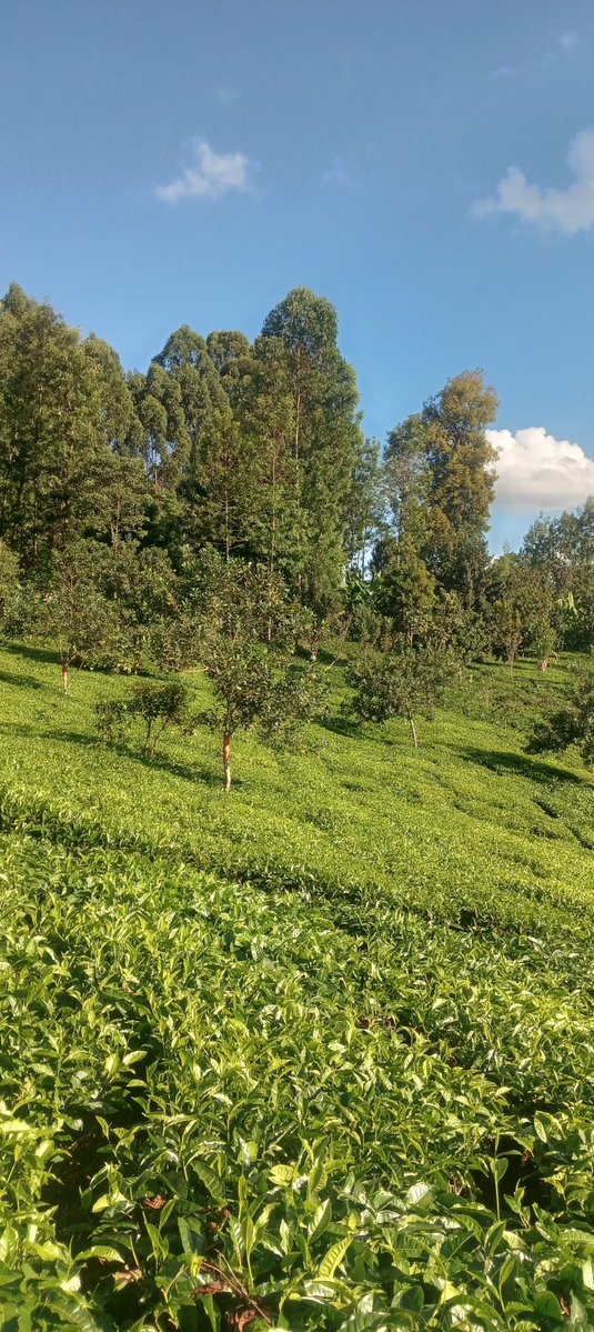 cbeekeeping's tweet photo. 4.45pm. 

It has been fairly hot, here in Embu today. 

Wind.. negligible. 

Cloud cover.. abt 30%. 

I see few dark clouds starting to gather. 
We may receive some rain tonight? 

@MaithyaVilivu https://t.co/beDTIF3rDo
