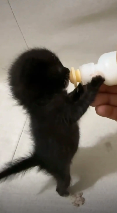 culKitten's tweet photo. 我第一眼没有看出这是什么动物。原来这是一只可爱的小黑猫。 https://t.co/tOirczbnXw