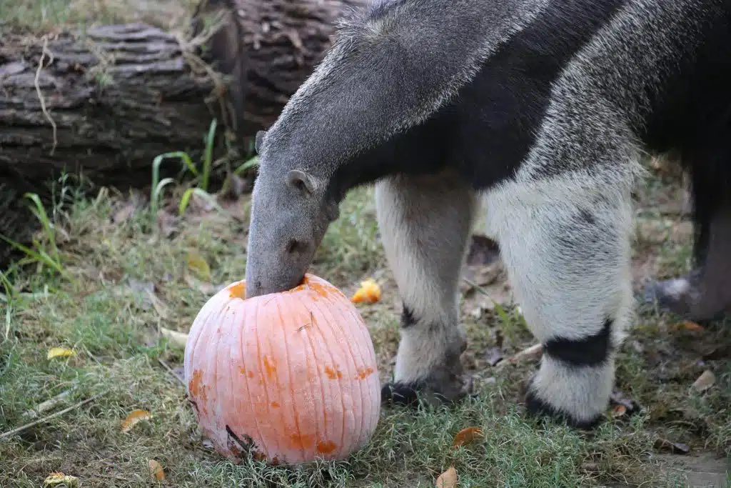 AnneTeater's tweet photo. the smell of autumn 🎃🍂 https://t.co/aakKyIifLZ