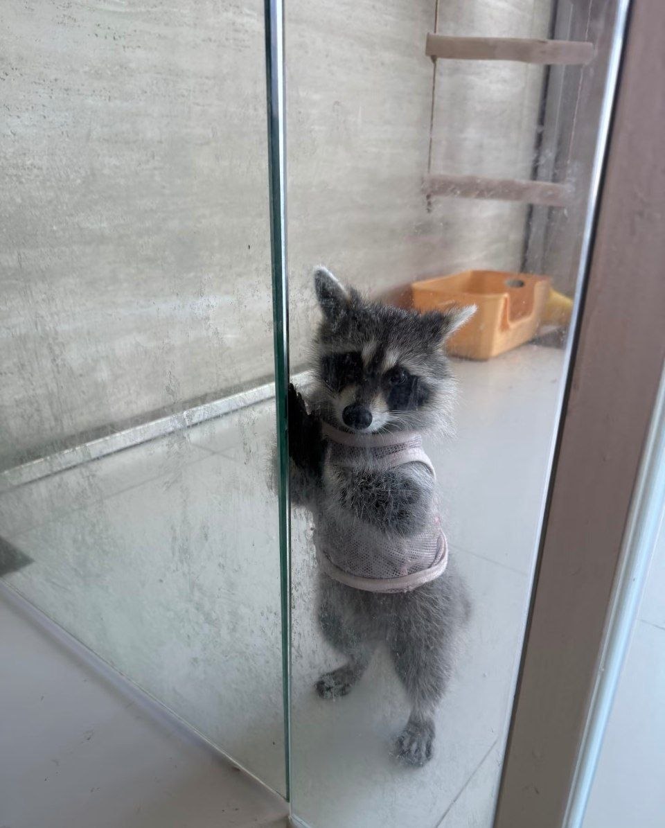 raccoonAuras's tweet photo. https://t.co/gIGrpKECYp