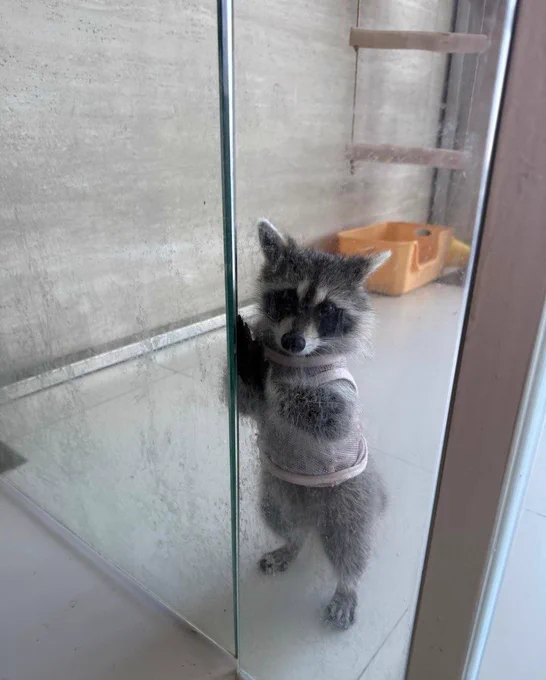 Image from raccoon with confusing auras (@raccoonAuras)