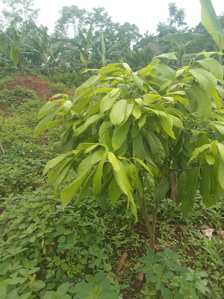 MichealLMarvin1's tweet photo. Obulamu butambulira ddala nga wenabubala
Lima Cocoa osirike. https://t.co/D5bP0xEBM9