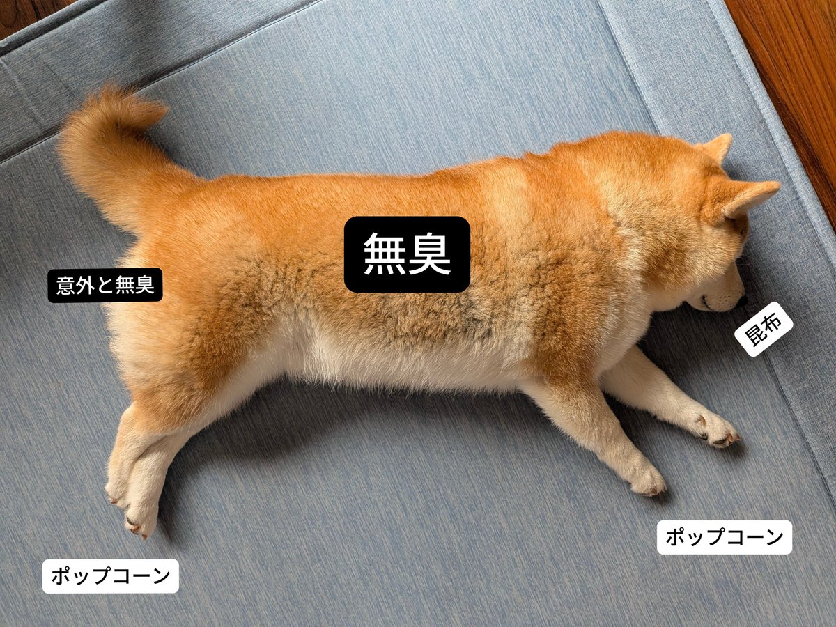 Lucha_kohachan's tweet photo. 美味しそうな香りを放つイーヌ https://t.co/0SbnLY7L8C