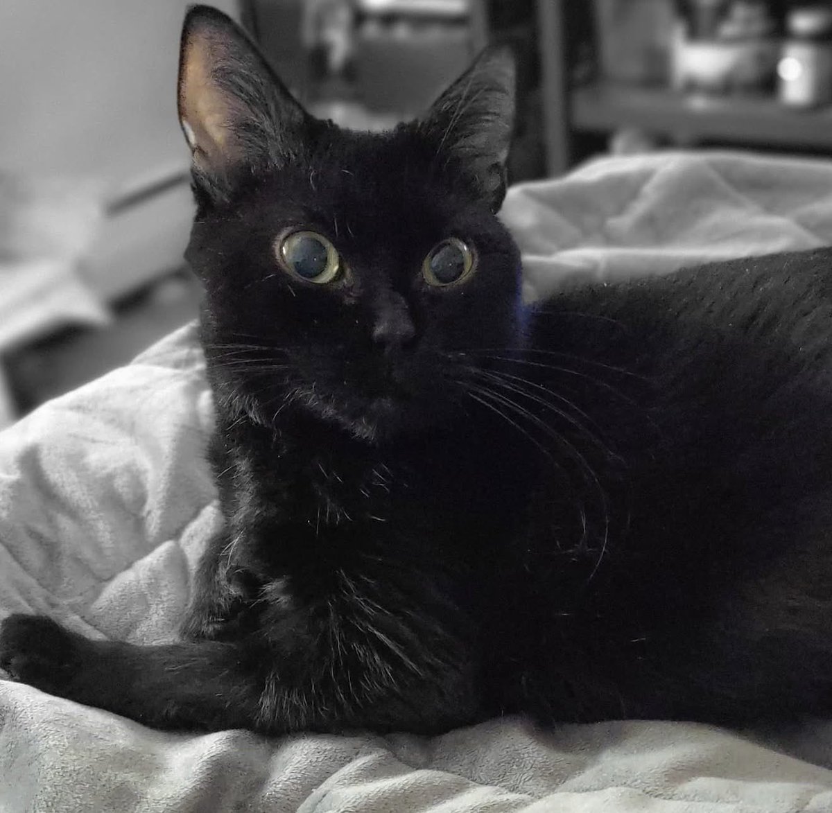 CC2003's tweet photo. @SubRosaMagick Miss my black kitties https://t.co/a2bnjGWWin