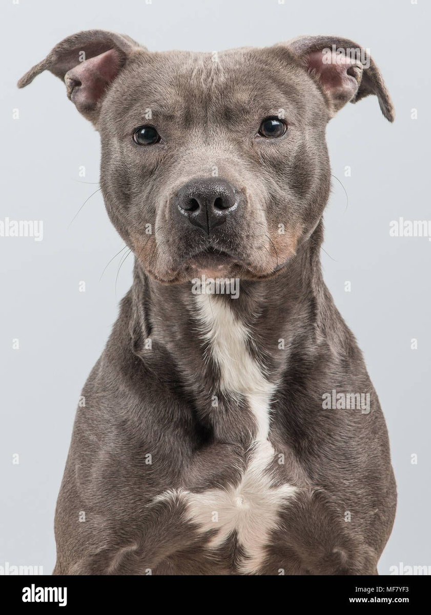 bowlerrootx's tweet photo. Rabbot are 2 codependent stray dogs that eventually get adopted by Whitsantos. Jack limps around the street looking for food, while Robby lays in a dirty corner moping.

Jack was born n raised in the streets. He doesn’t remember having siblings, or a mother. It feels like it’s + https://t.co/0s3HZkVnjQ