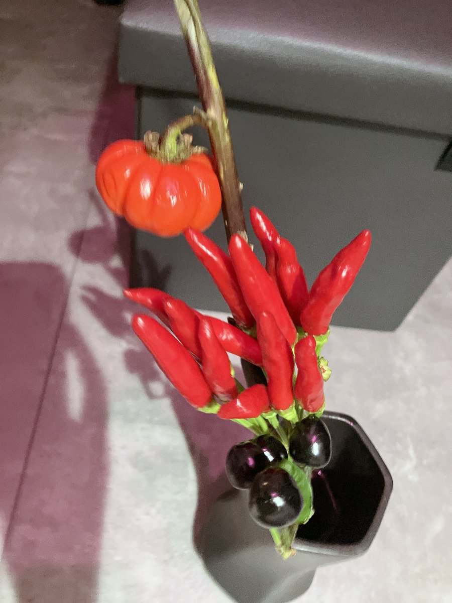 HowWeKillStarrs's tweet photo. お花を買い替えました
小さい秋見つけた🎶 https://t.co/BYokQZ8uwJ