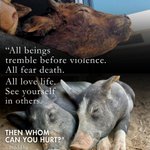 Photo by Animal Save Movement (@animalsavemvmt)