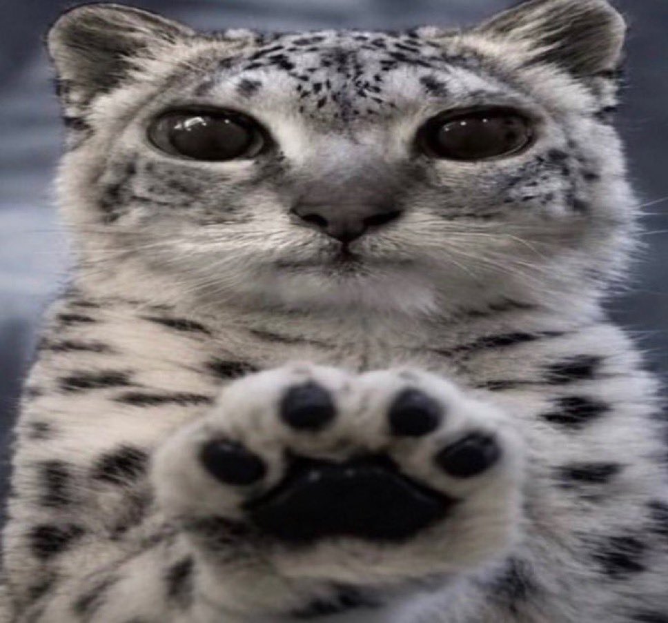 pinkieespunk's tweet photo. *paws at u* give me reassurance 
*paws at u* dont gaslight me
*paws at u* tell me im important to u https://t.co/KHEckyOzCd