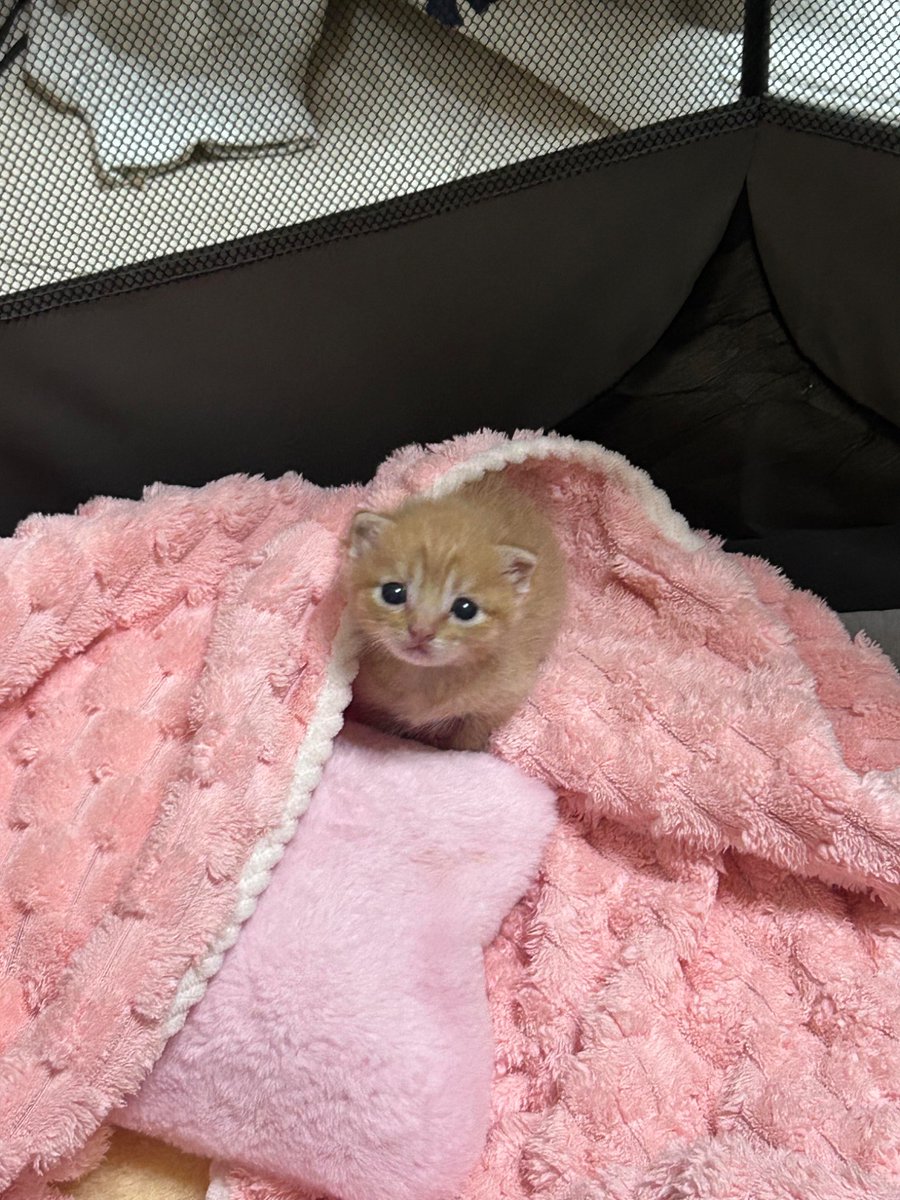 nocontextscats's tweet photo. so so smol https://t.co/CkFau93eRX