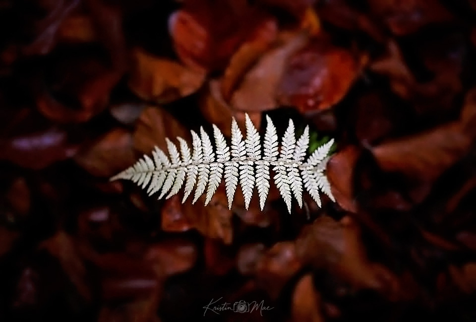 Kristin_Mae's tweet photo. I remember walking along a trail and suddenly, this leaf caught my attention... it appeared to levitate above the deep maroon bed of leaves, suspended in the air... surrendering, waiting for a gust of wind to carry it away. https://t.co/ku07m40B6p