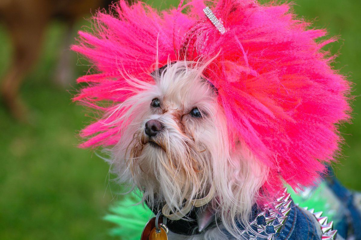 dogsnationusa's tweet photo. BOO! WHO’S THE CUTEST  SPOOK ON THE BLOCK? 

Dress your pup to impress in Halloween costumes.  Keep your furry friend comfy while they steal the Halloween spotlight. 

SHOP NOW at https://t.co/ZsVCp3Y8Aj

#DogHalloween #DogCostumes #ComfortForDogs #HappyPaws #DogLov https://t.co/Pt5B9GnVOY