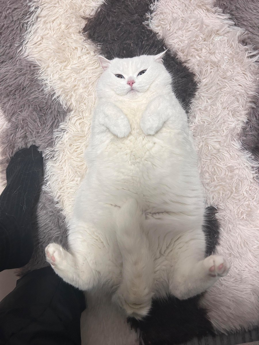 nocontextscats's tweet photo. 🤍 https://t.co/HTqwwbsoxf