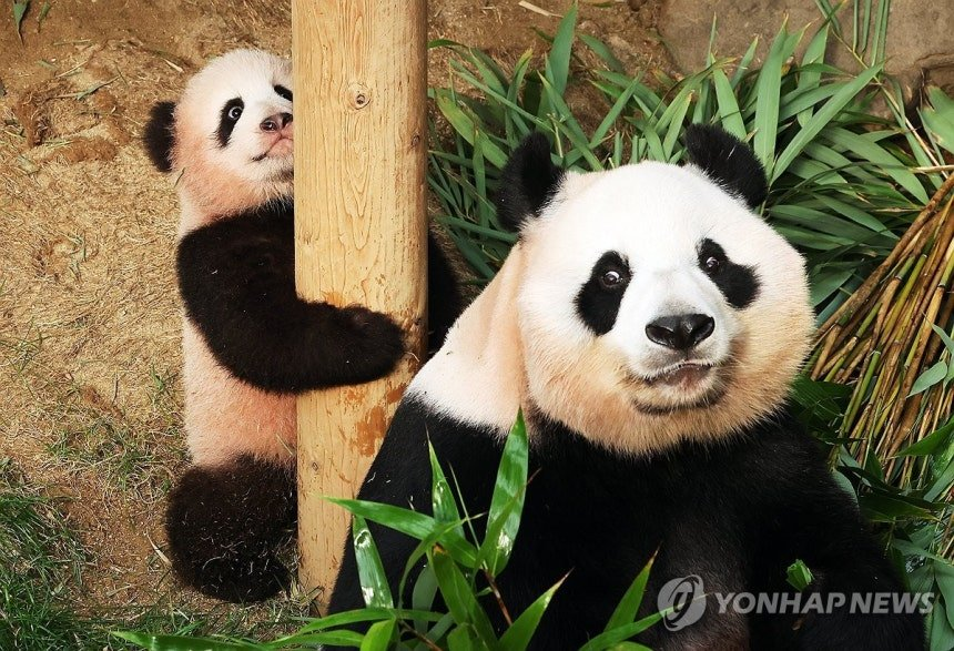 borderlesspanda's tweet photo. 조한이와 투턱이 https://t.co/Hfu2A87EXW