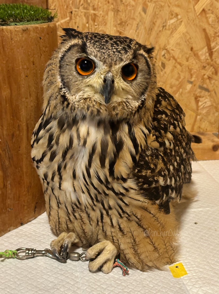 DonchanOwl's tweet photo. おやすみなさい💤

#ベンガルワシミミズク #owl https://t.co/ar2tBUDOVA