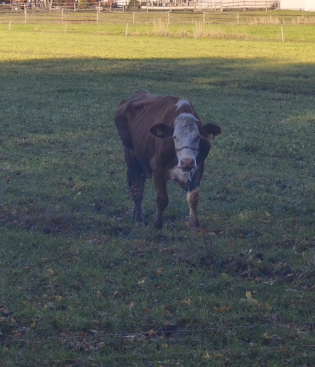 rudaa_20's tweet photo. Kolejny dzień, kolejny piękny ekosystem z zachodem słońca i Mućka 🐮 https://t.co/HcSCKPnq5e