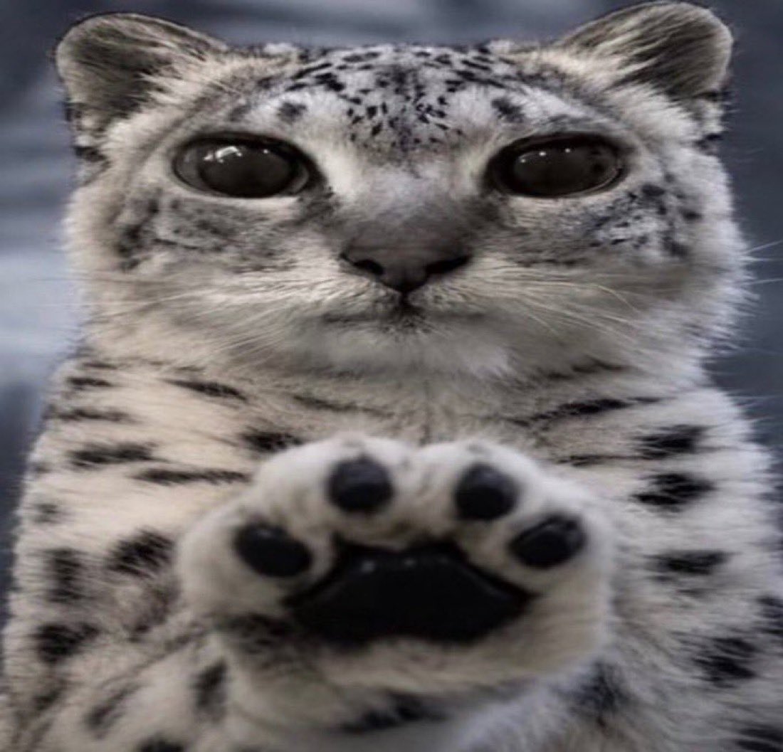 silkfsh's tweet photo. *paws at you* arms
*paws at you* body 
*paws at you* legs 
*paws at you* flesh
*paws at you* skin
*paws at you* bone 
*paws at you* sinew 
*paws at you* good luck https://t.co/p8cs2IhoXB