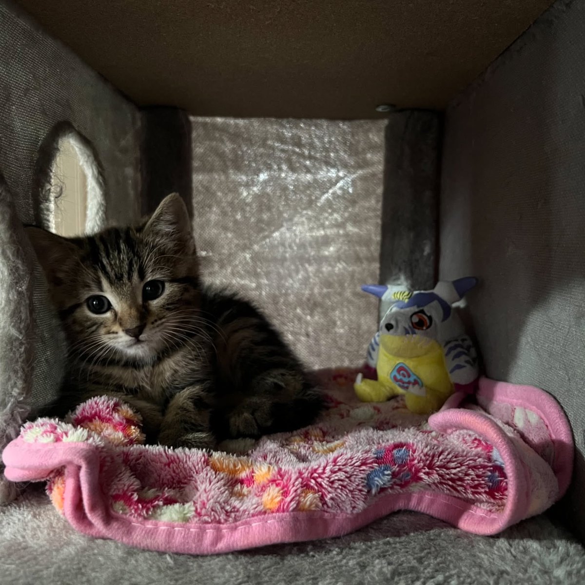BestOfMeow's tweet photo. https://t.co/fgwwclrUVc