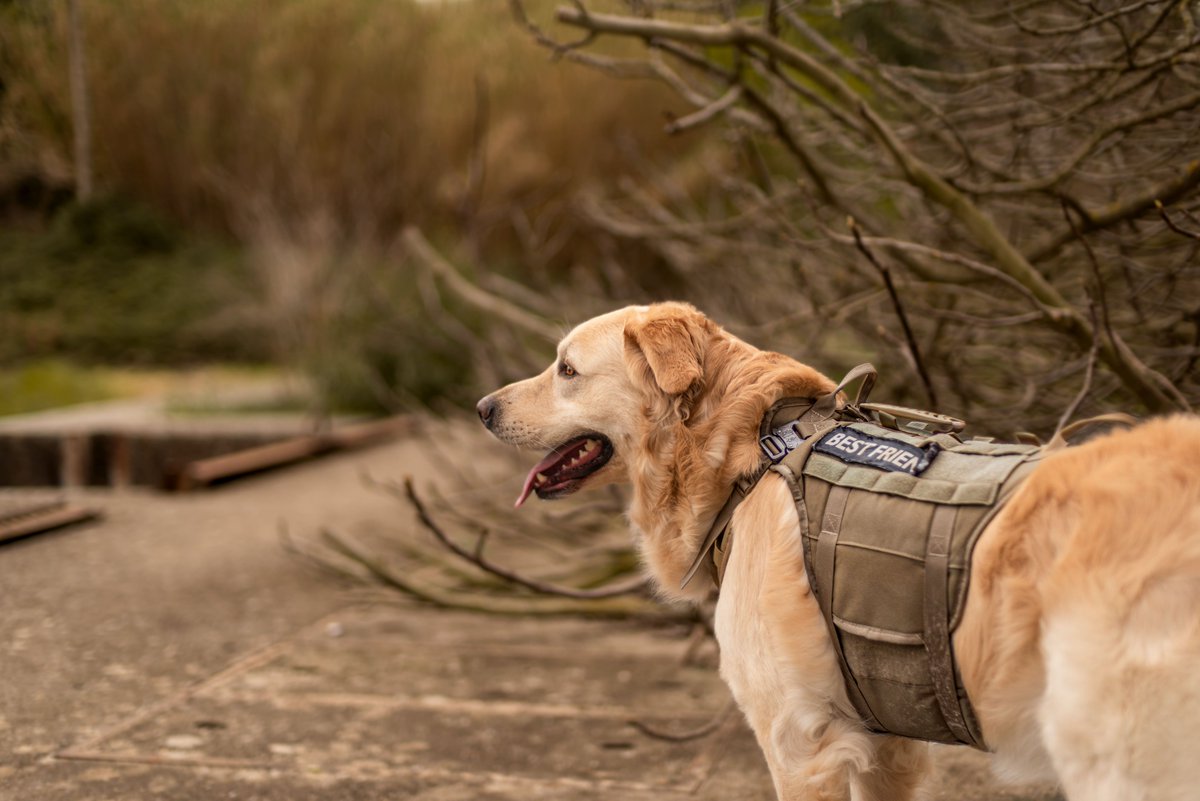 dogsnationusa's tweet photo. DON’T LET YOUR PUP DISAPPEAR INTO THE NIGHT! 

Light up Halloween walks with LED collars, reflective gear, and secure harnesses! Help your best friend stay visible and safe.

SHOP NOW at https://t.co/ZsVCp3Y8Aj!

#HalloweenSafety #DogSafety #ReflectiveGear #DogSupplies #HappyPaws https://t.co/OlOxIv23du