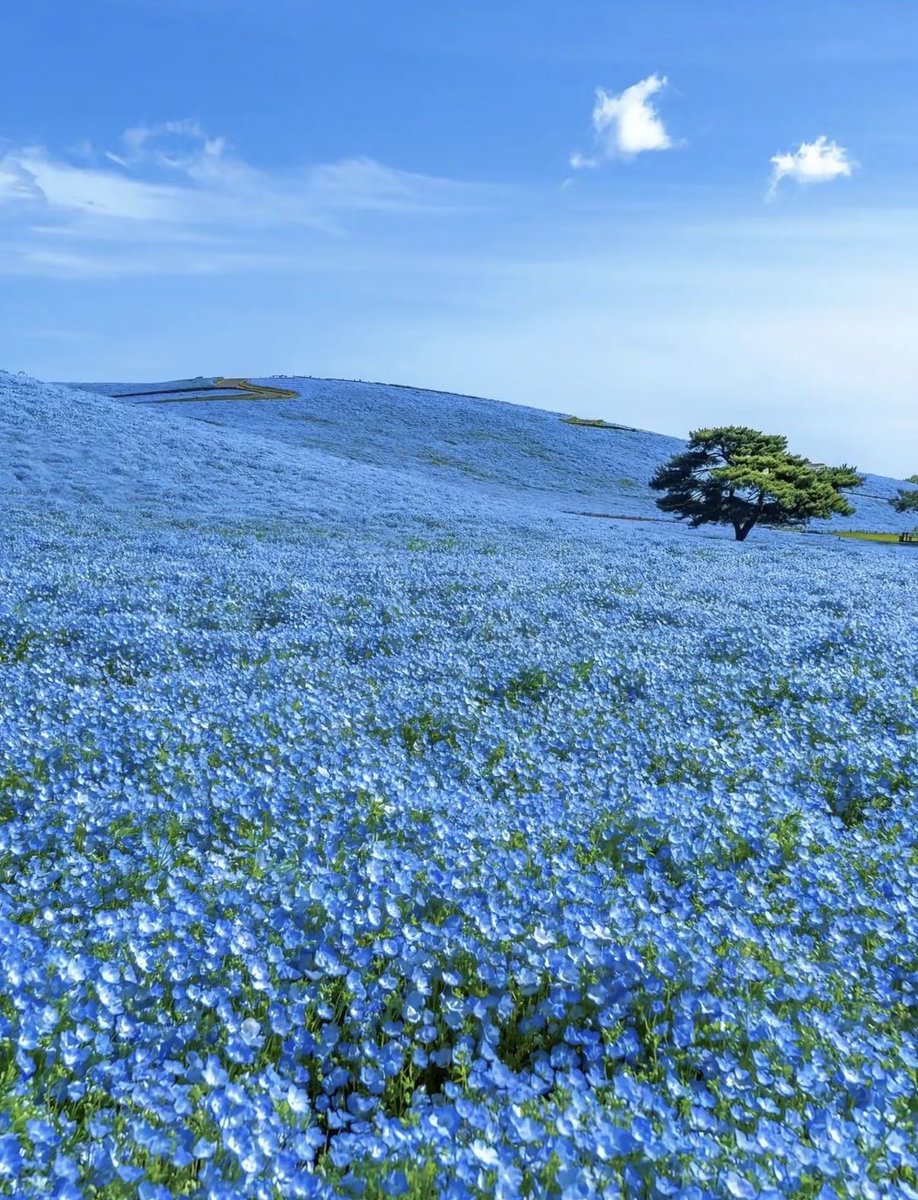 naturehealyou's tweet photo. Lost in a sea of flowers https://t.co/U9Uoa6oQ9z