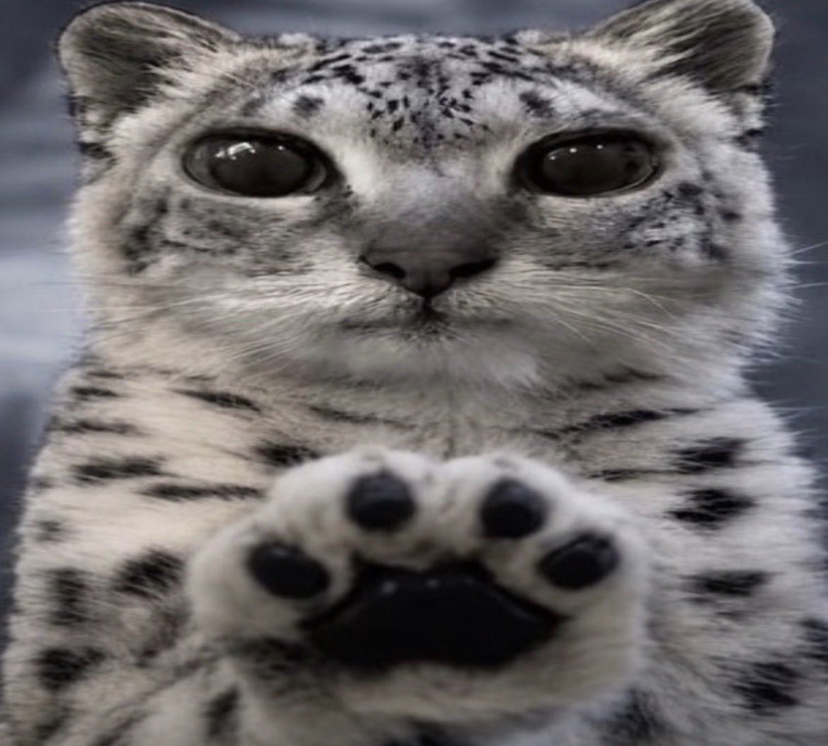 Sopieaka's tweet photo. *paws at you* get me chocolate
*paws at you* get me chocolate
*paws at you* get me chocolate
*paws at you* get me chocolate
*paws at you* get me chocolate
*paws at you* get me chocolate https://t.co/glyalvlAqO