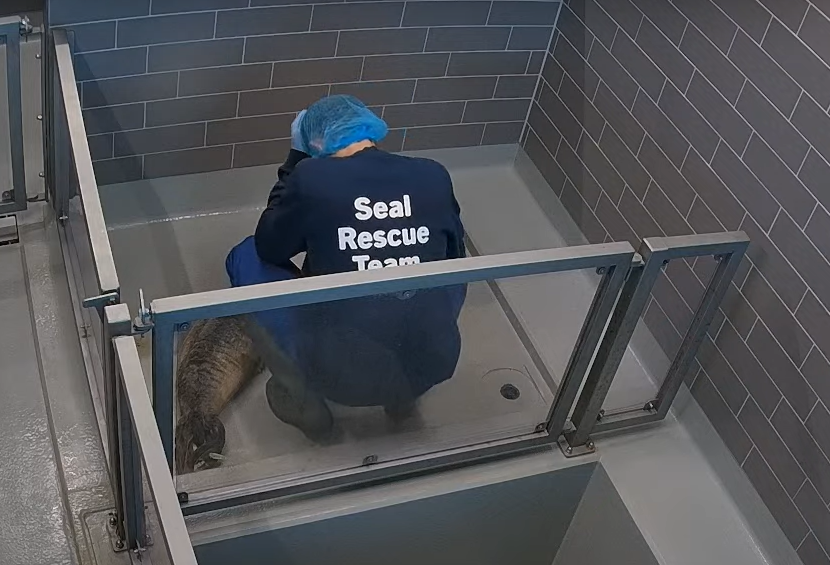 WeiZi_Art's tweet photo. The gray seal birthing season will begin shortly. WEC must continue its operations in order to carry on its gray seal rescue efforts.

#アザラシ幼稚園 皆様のご支援を切に願っております。
https://t.co/btHPMX6C9Y #WEC

#WEC urgently needs your support.
https://t.co/btHPMX6C9Y https://t.co/1QaZOXuN60