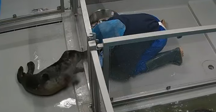WeiZi_Art's tweet photo. The gray seal birthing season will begin shortly. WEC must continue its operations in order to carry on its gray seal rescue efforts.

#アザラシ幼稚園 皆様のご支援を切に願っております。
https://t.co/btHPMX6C9Y #WEC

#WEC urgently needs your support.
https://t.co/btHPMX6C9Y https://t.co/1QaZOXuN60