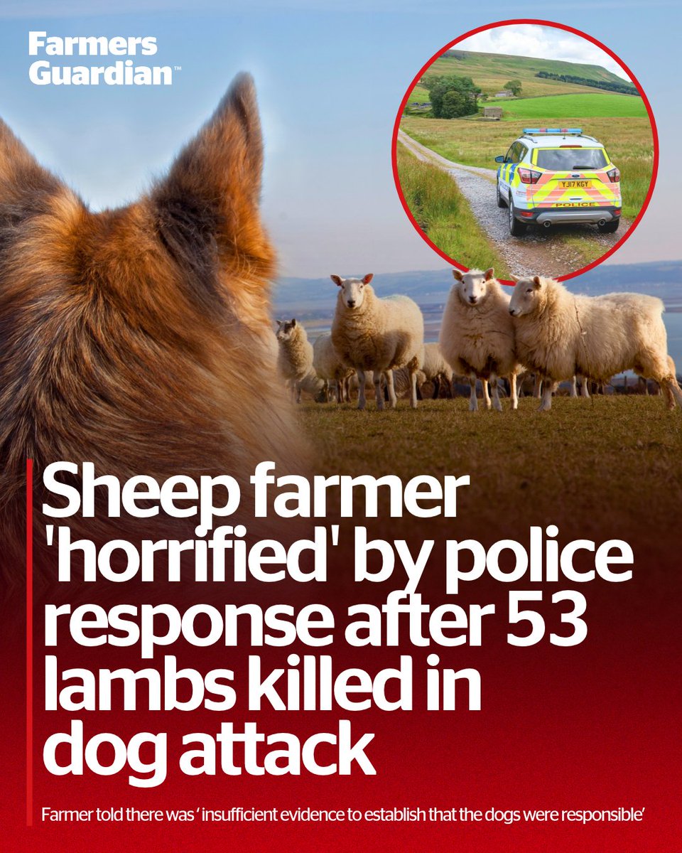 FarmersGuardian's tweet photo. 🚨 A sheep farmer has been left facing losses of about £23,000 after 53 lambs were killed and another 14 seriously injured in a dog attack in Wigan.

Steven Blacklidge said he was 'horrified' after being told police would not authorise further enquiries, citing insufficient evidence and budget pressures, despite new livestock worrying laws coming into force earlier this year.

Greater Manchester Police has since confirmed an investigation is underway and said it is taking the incident 'incredibly seriously'.

Read the full story: https://t.co/RYvTxf7vST