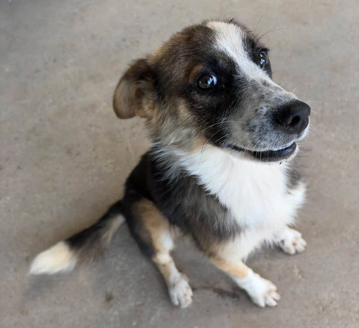 eltuitdemarsh's tweet photo. Buscan, con urgencia, un hogar para este pequeñito abandonado en Talca. Es muy dócil, tierno y cariñoso. Pueden trasladarlo a otras ciudades. Si puedes darle temporal o, idealmente, un hogar para siempre, comunícate al +56948474959. Favor RT!
#Talca https://t.co/6D8BVO1C74