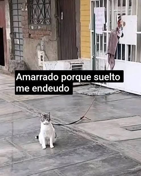Animalesaprieto's tweet photo. https://t.co/4R5HR0WdIJ