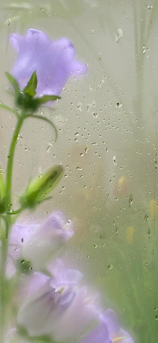 saoring40380475's tweet photo. 雨が窓からなだれ込むように落ちて、部屋が少し寂しくなったけど、君がくれた倜傥な笑顔が、今日も心に輝いてる。 https://t.co/0HauD5PUMD