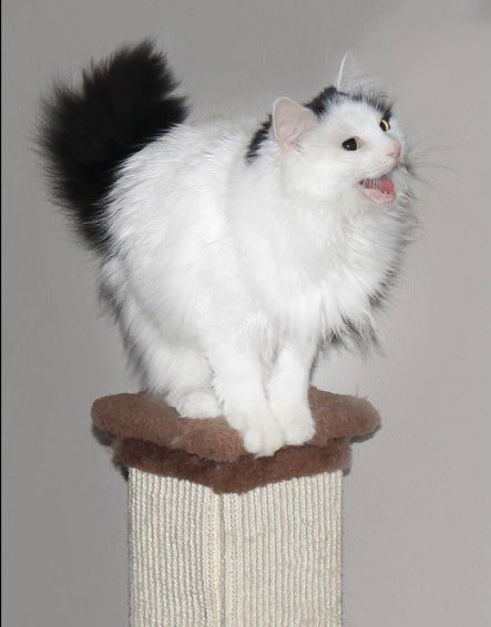 nixlikesyou's tweet photo. gizmo posing for the camera https://t.co/CRoZ38AZL0