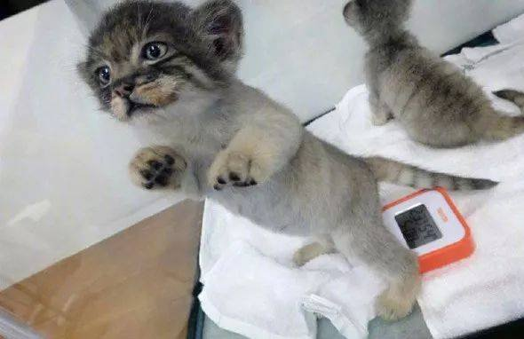 _loopypoppy's tweet photo. @fleshcubechan baby photos https://t.co/33HFLzVoN1