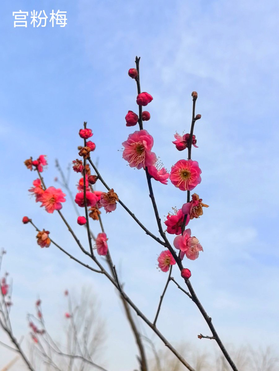 taechanman512's tweet photo. [梢の梅の花、ほのかな腥い香りがするけど、君と少し話すにはちょうどいいよ]， https://t.co/XzDDE5qP8r