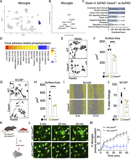 LukensJohnR's tweet photo. New study from our group @Addie_E_Walsh 👇
Alzheimer’s genetic risk factor CASS4 controls microglial focal adhesion biology and amyloidosis @JExpMed  https://t.co/v6woVm7AYG #Alzheimer https://t.co/pe56d9QK4s