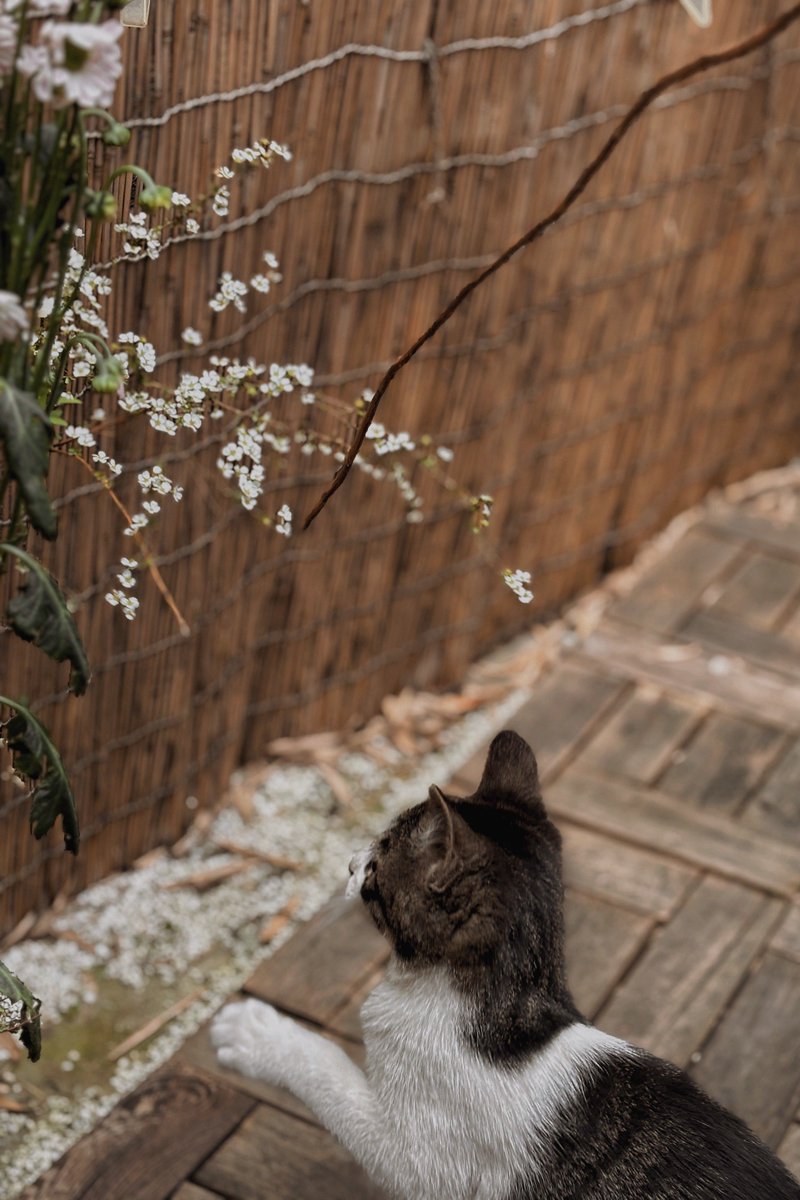 041012taj's tweet photo. [春の終わりの匂いが心を擽る。傷春の気分に浸り、猫と薄暗い路地で静かな時間を過ごす今日。] https://t.co/knLu6b9LTt