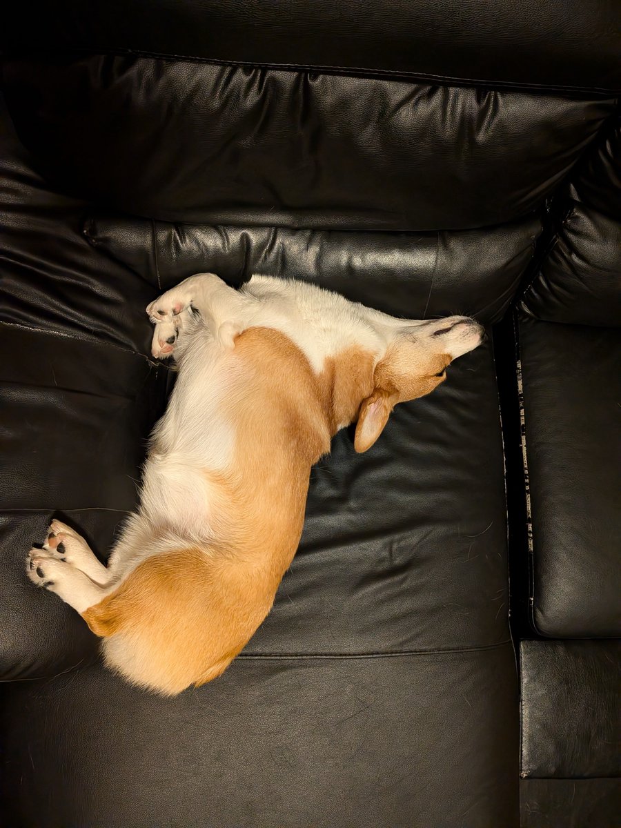 nano37kake's tweet photo. 今夜もクセつよ
おやすみわん💤

#コーギー
#コーギーのいる暮らし
#もなか961日目
#クセつよ寝相 https://t.co/tHapoQFFqI